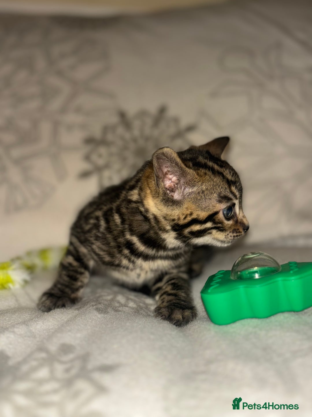 Bengal cats for sale: True to type bengal kittens - Advert 5