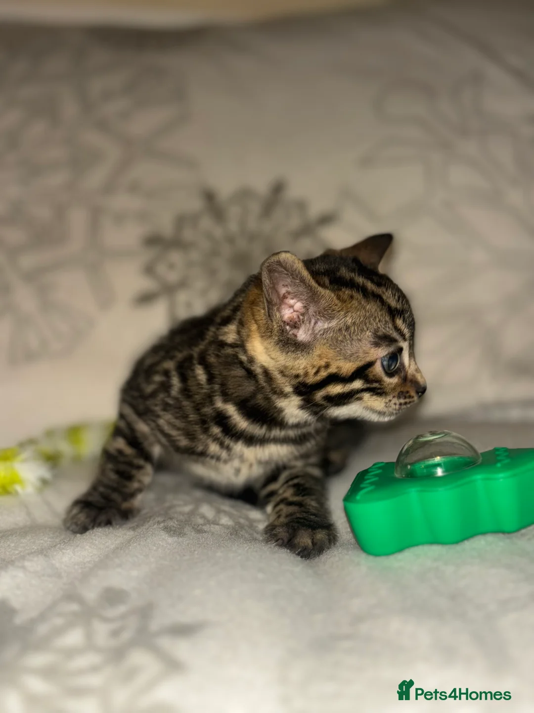 Bengal cats for sale: True to type bengal kittens - Advert 5