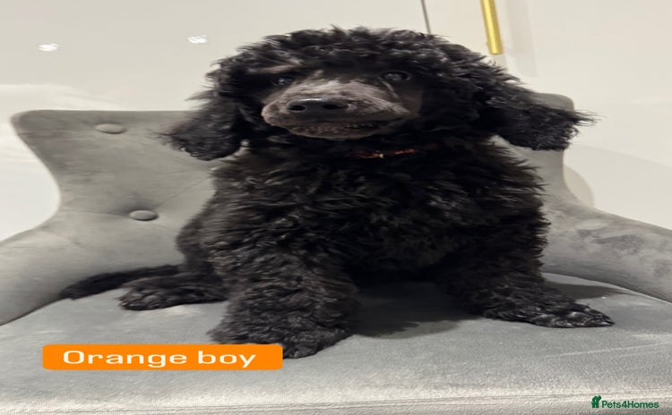 Standard Poodle dogs in Irvine - Advert 2