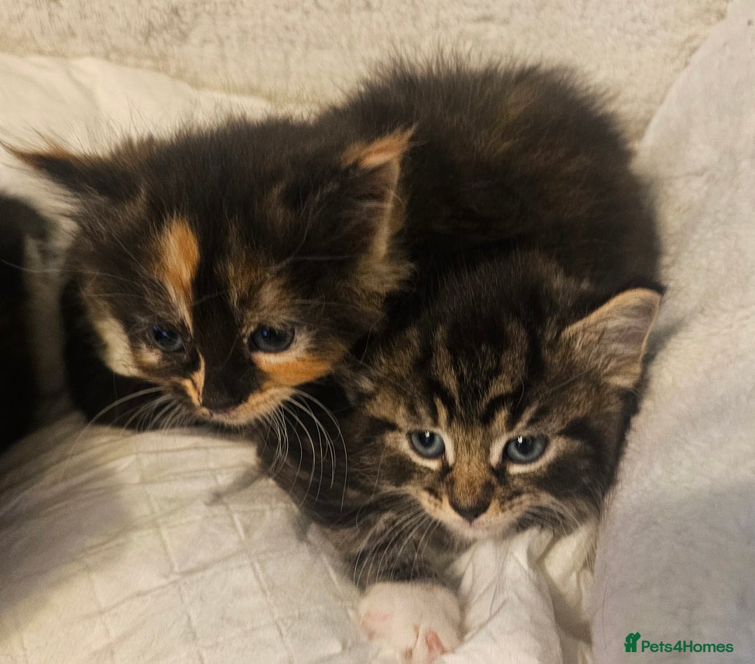 Maine Coon cats for sale: Maine Coone  - Image 19