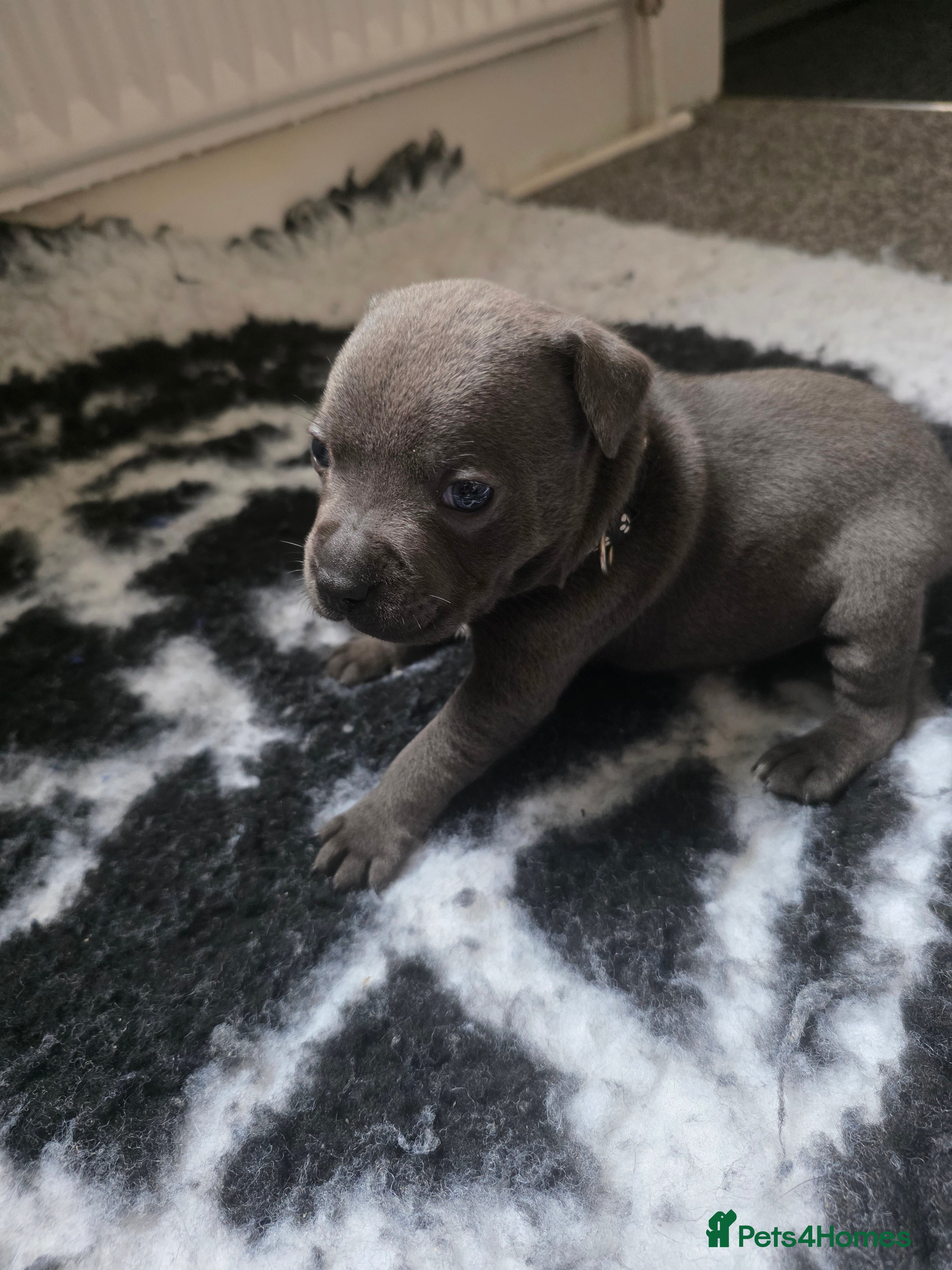 Staffordshire Bull Terrier dogs Staffordshire bull terrier {Blue} - Advert 2
