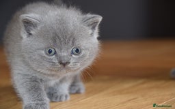 British Shorthair cats for sale: Chunky British Blue Shorthair Kittens, 2 Boys - Image 7