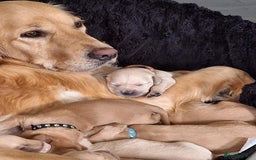 Goldador dogs for sale: Beautiful goldadors - Image 2