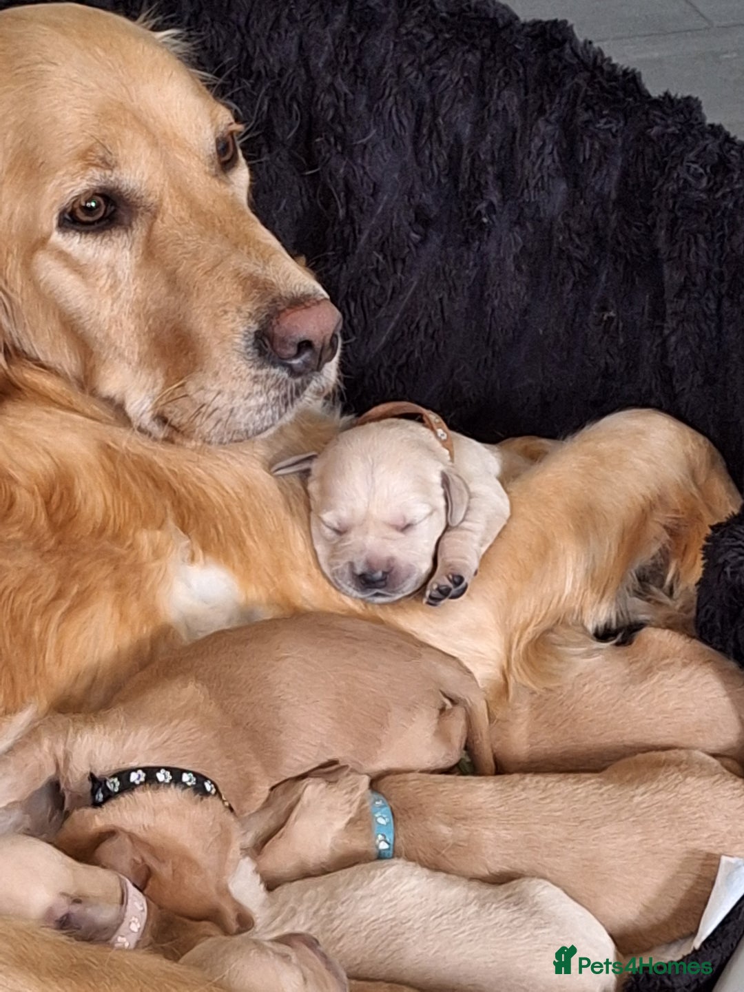 Goldador dogs for sale: Beautiful goldadors - Image 2