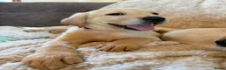 Labrador Retriever dogs for sale: ❤️💫 Superb, chunky, Golden Labrador puppies 💫❤️ in Stourbridge - Advert 26