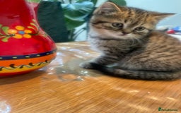 British Shorthair cats for sale: Fabulous, playful and healthy BSH kittens, rare - Image 22