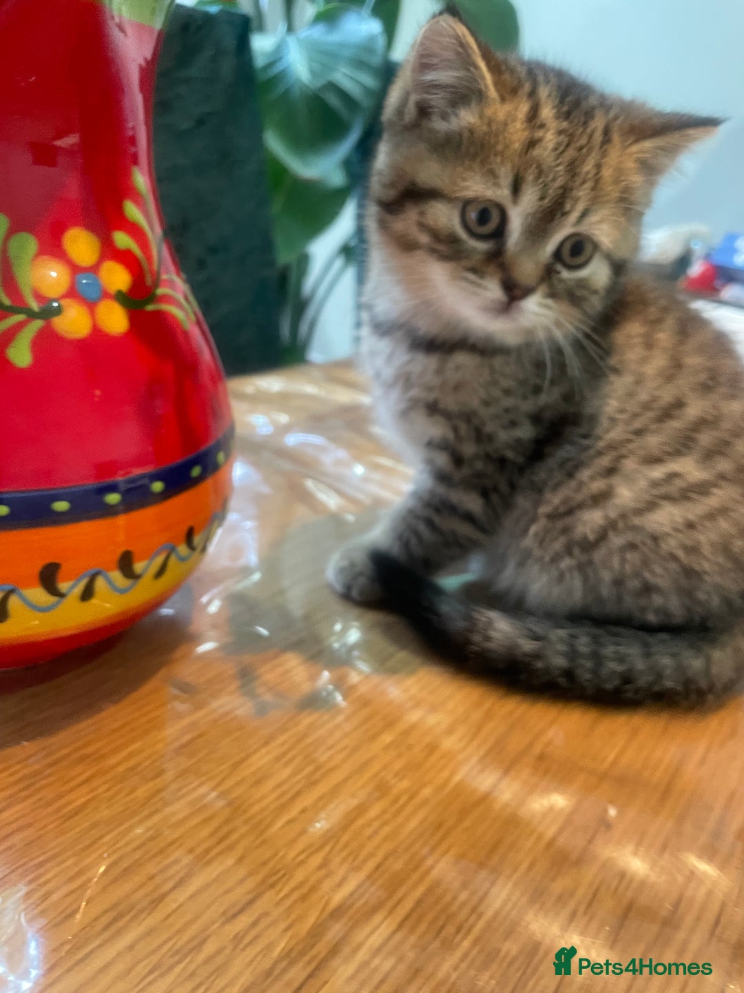 British Shorthair cats for sale: Fabulous, playful and healthy BSH kittens, rare - Image 22