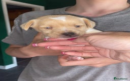 Patterjack dogs for sale: Two rescue pups patterjacks - Image 8