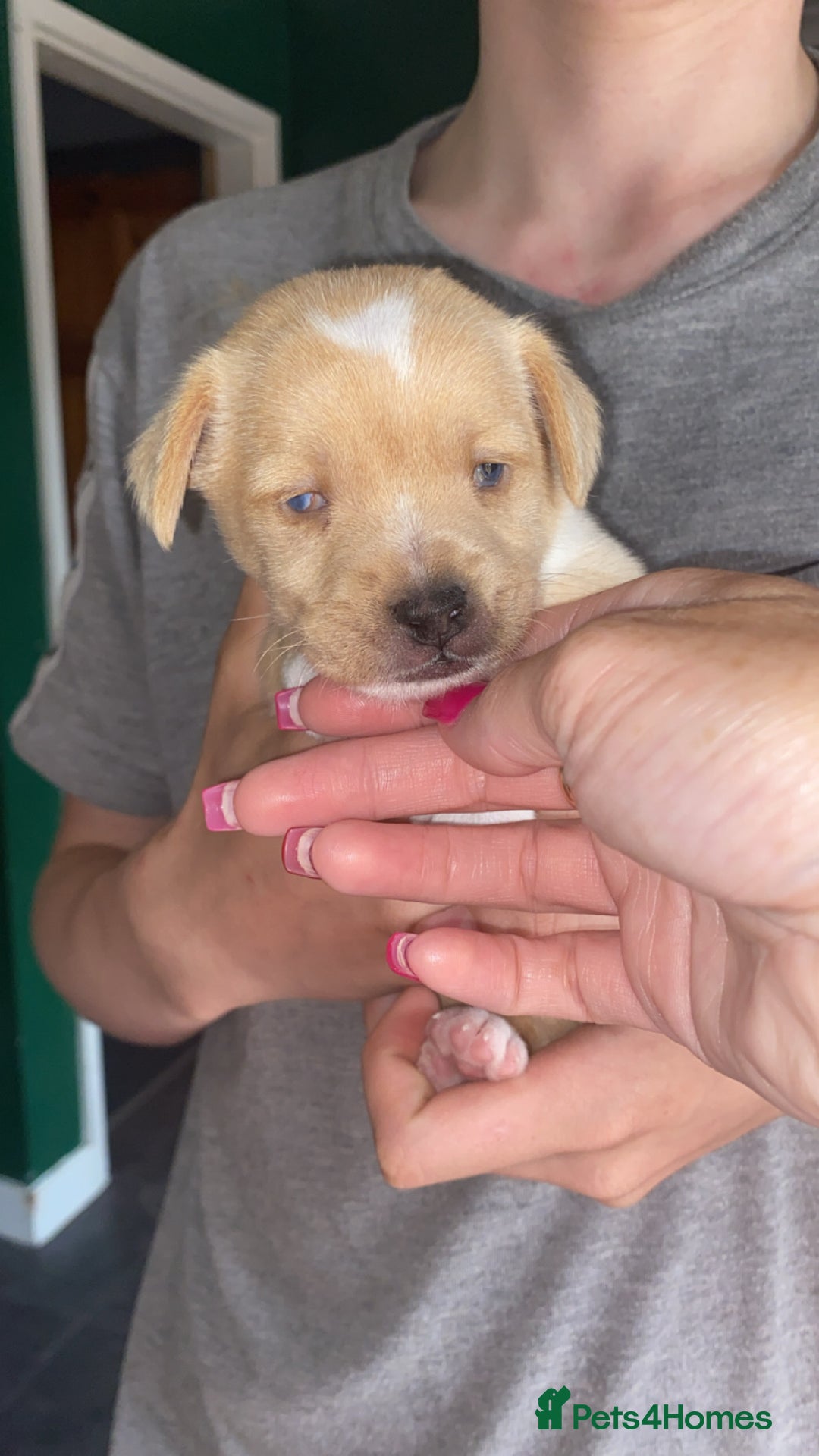 Patterjack dogs for sale: Two rescue pups patterjacks - Image 8