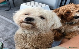 Maltese dogs for stud: Maltese Stud - Image 12