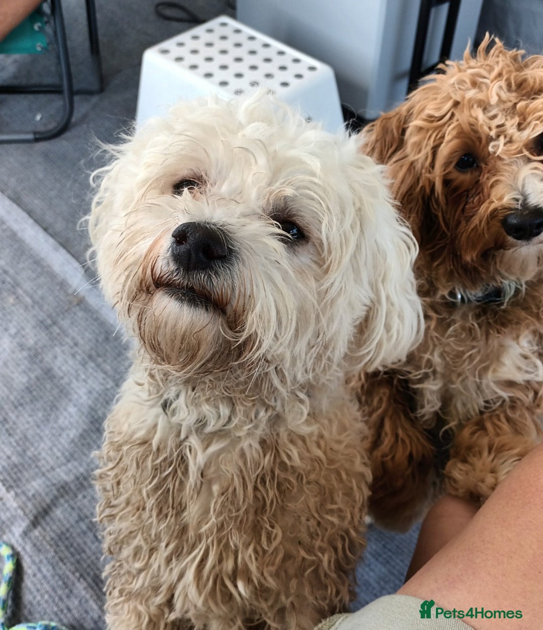Maltese dogs for stud: Maltese Stud - Image 12