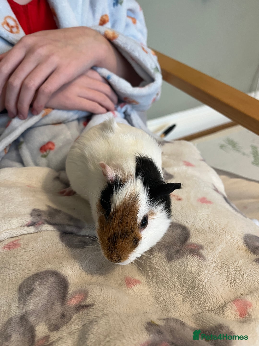 Guinea Pig rodents for sale: Guinea pig - Advert 3