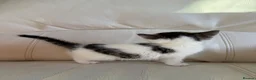 Mixed Breed cats for sale: Gorgeous kittens for sale  in Blandford Forum - Advert 18