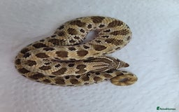 Snake reptiles for sale: Western Hognose CB25 babies  - Image 7