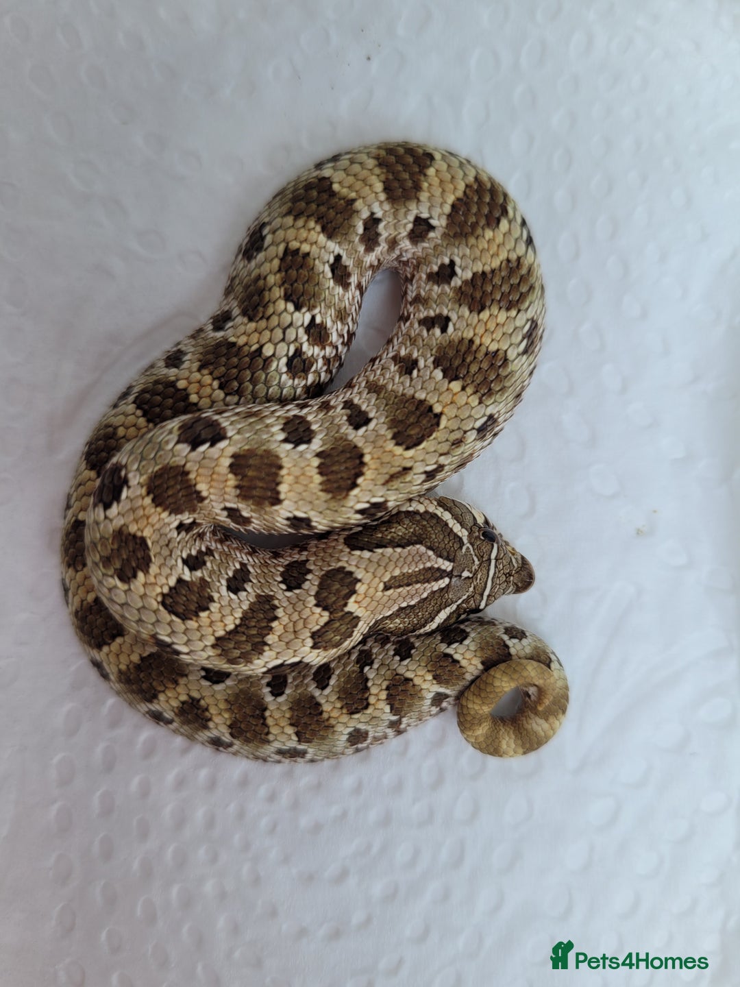 Snake reptiles for sale: Western Hognose CB25 babies  - Image 7