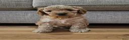Cockapoo dogs for sale: Male Cockapoo F2 - Advert 10
