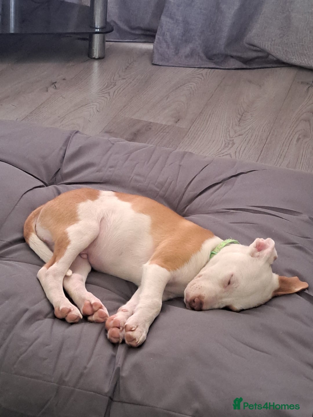 Mixed Breed dogs for sale: Male Staffordshire bull terrier x American Bulldog - Advert 9