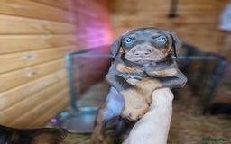 Dobermann dogs for sale: Elite Class World Champion Pedigree Pups KC'D - Image 21