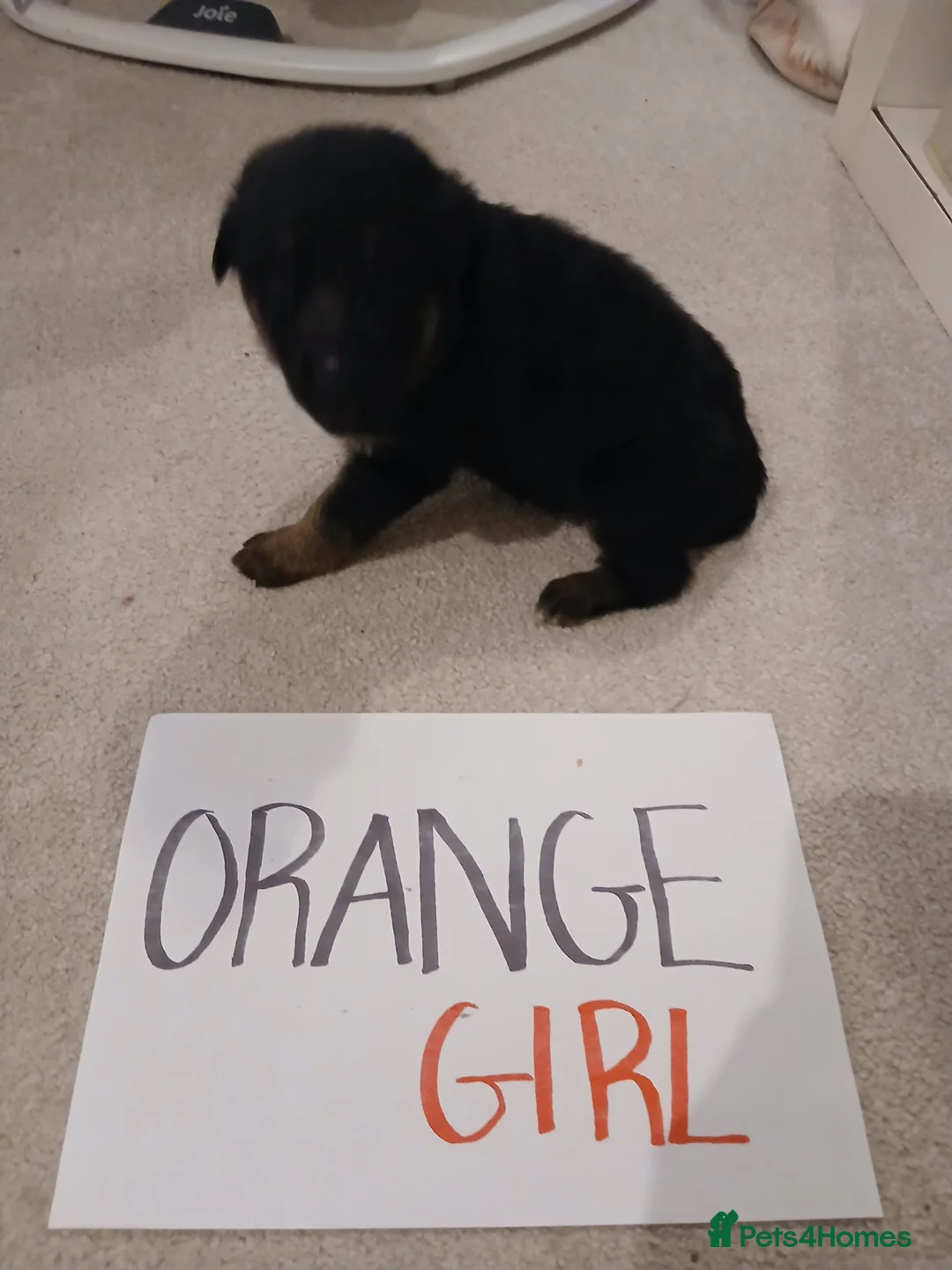 German Shepherd dogs for sale: Amazing german shepherd pups - Advert 10