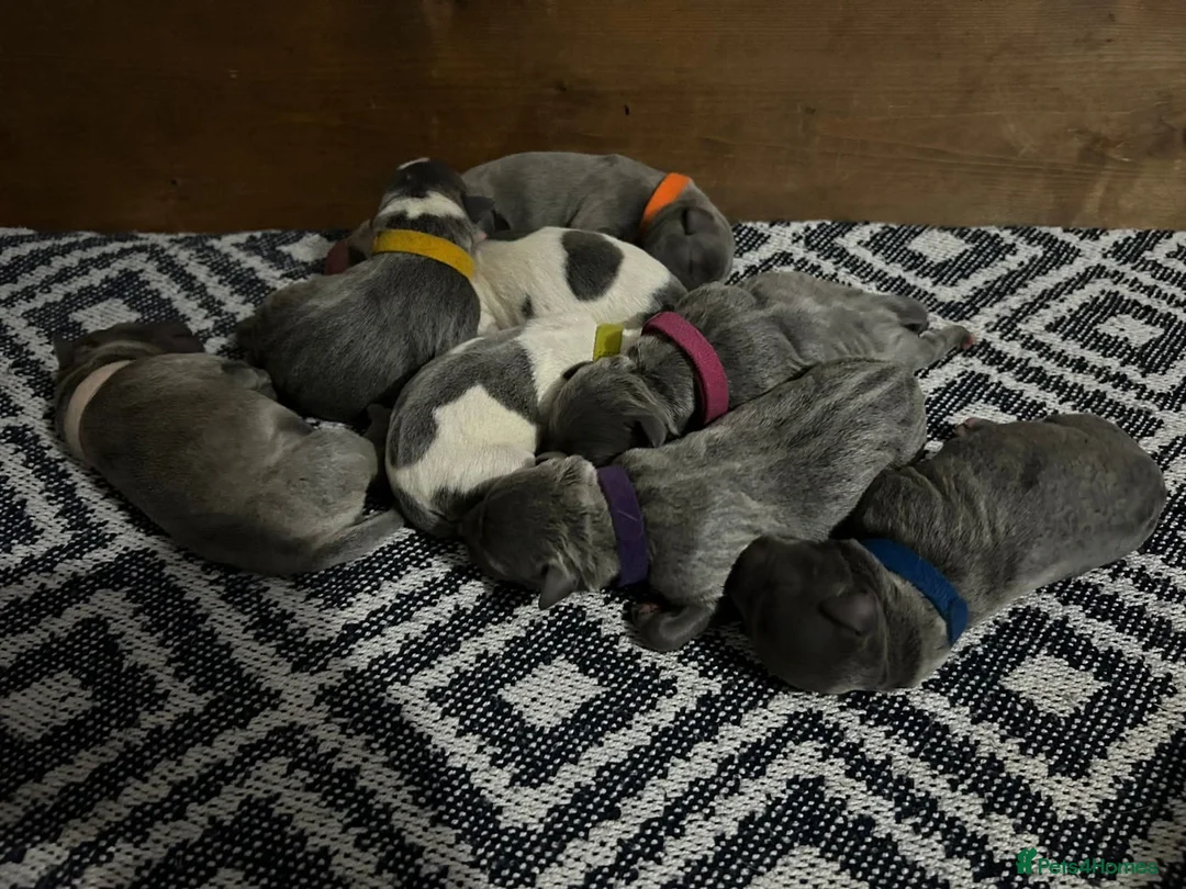 Staffordshire Bull Terrier dogs for stud: BLUE Proven 50+ litters, natural and artificial  in Erith - Advert 16