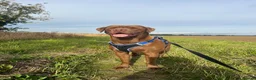 Labrador Retriever dogs for stud: Male Labrador For Stud - Advert 2