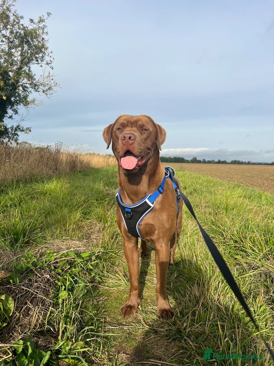 Labrador Retriever dogs for stud: Male Labrador For Stud - Advert 2