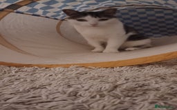 Mixed Breed cats for sale: Sweet Tigger is searching for her forever home - Image 6