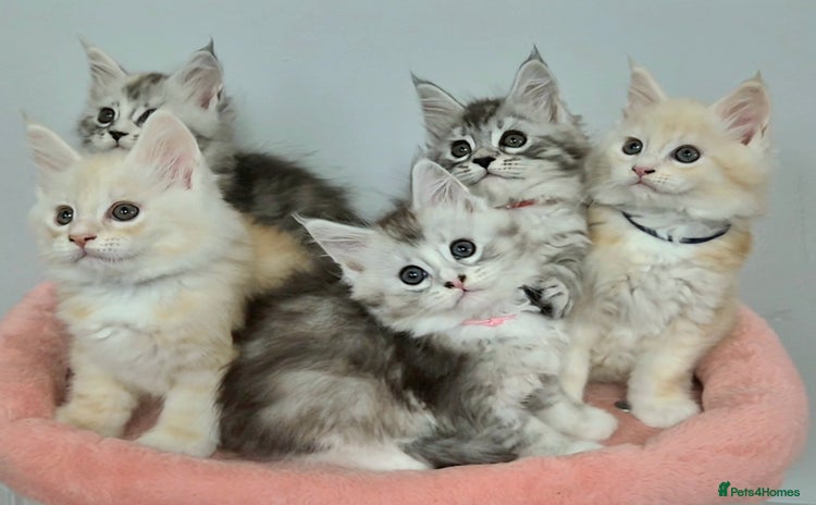 Maine Coon cats GCCF Pedigree Rare Red Shaded Silver Maine Coons - Advert 1