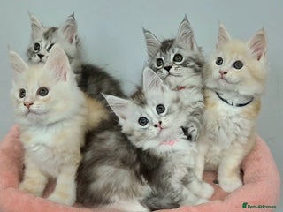 Maine Coon cats XL Rare Red Shaded Pedigree Maine Coons - Advert 3