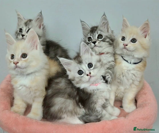 Maine Coon cats GCCF Pedigree Rare Red Shaded Silver Maine Coons - Advert 1