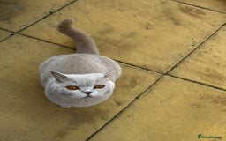 British Shorthair cats for sale: 🌸 Beautiful Lilac British Shorthair, Luna  🌸 - Image 1