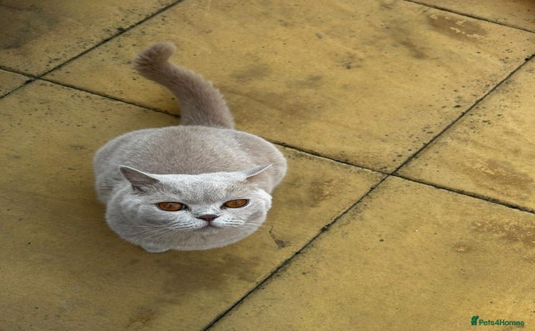 British Shorthair cats - Advert 1