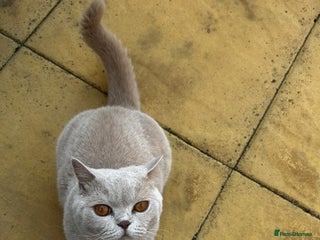 British Shorthair cats - Advert 1