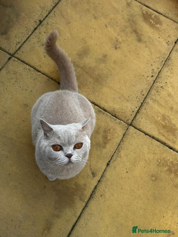 British Shorthair cats - Advert 1