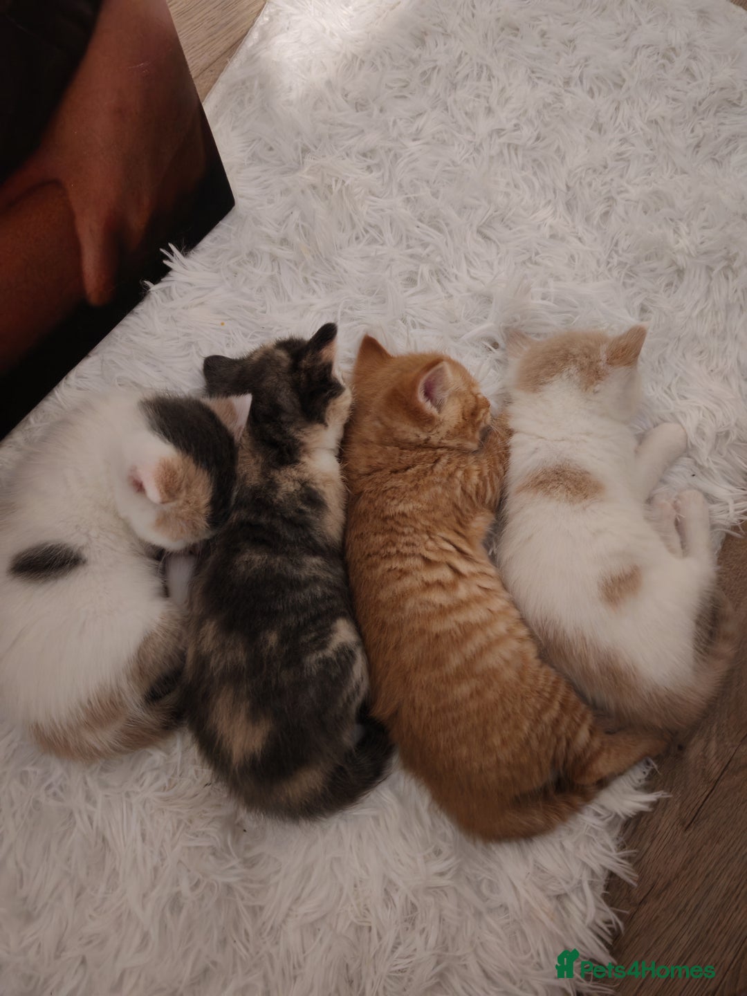 Mixed Breed cats for sale: Kittens for sale - Advert 6