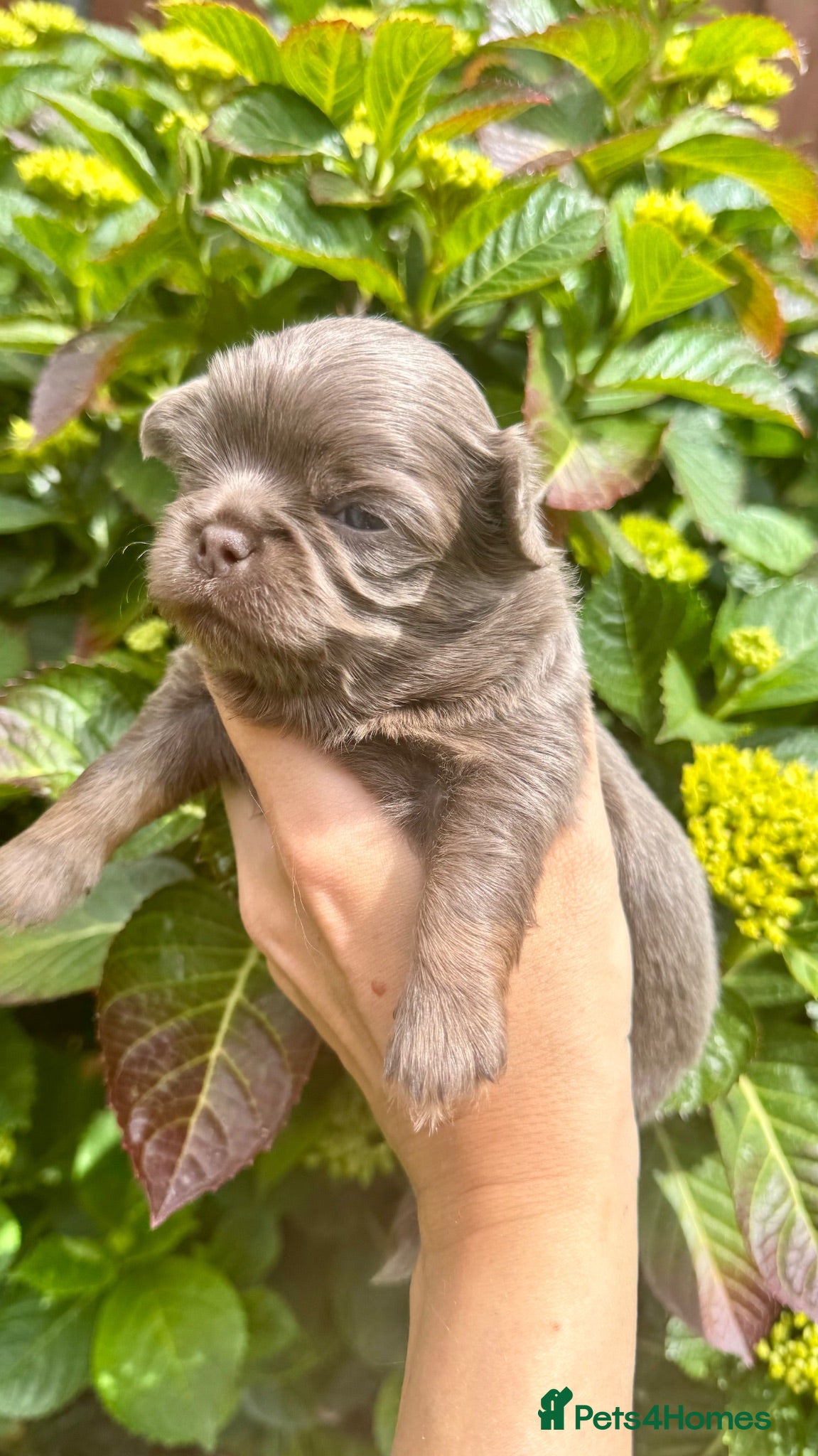 Chihuahua dogs 💜💙 Unique KC LC chihuahua boys 💜💙 - Advert 2