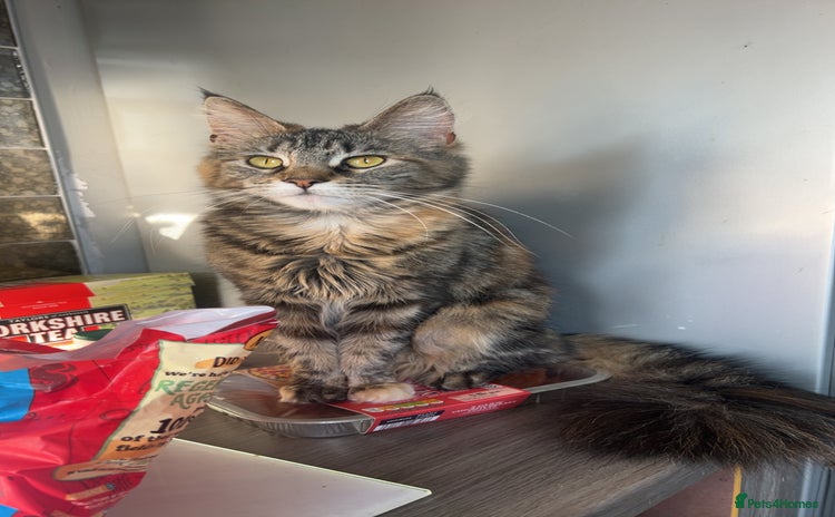 Maine Coon cats - Advert 1