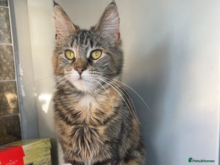 Maine Coon cats 2 Ginger Maine Coon females - Advert 14