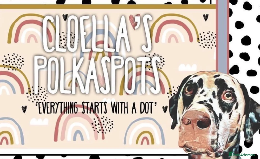 Dalmatian dogs for stud: Our Loveable Handsome Liver Dalmatian Marshall - Advert 1