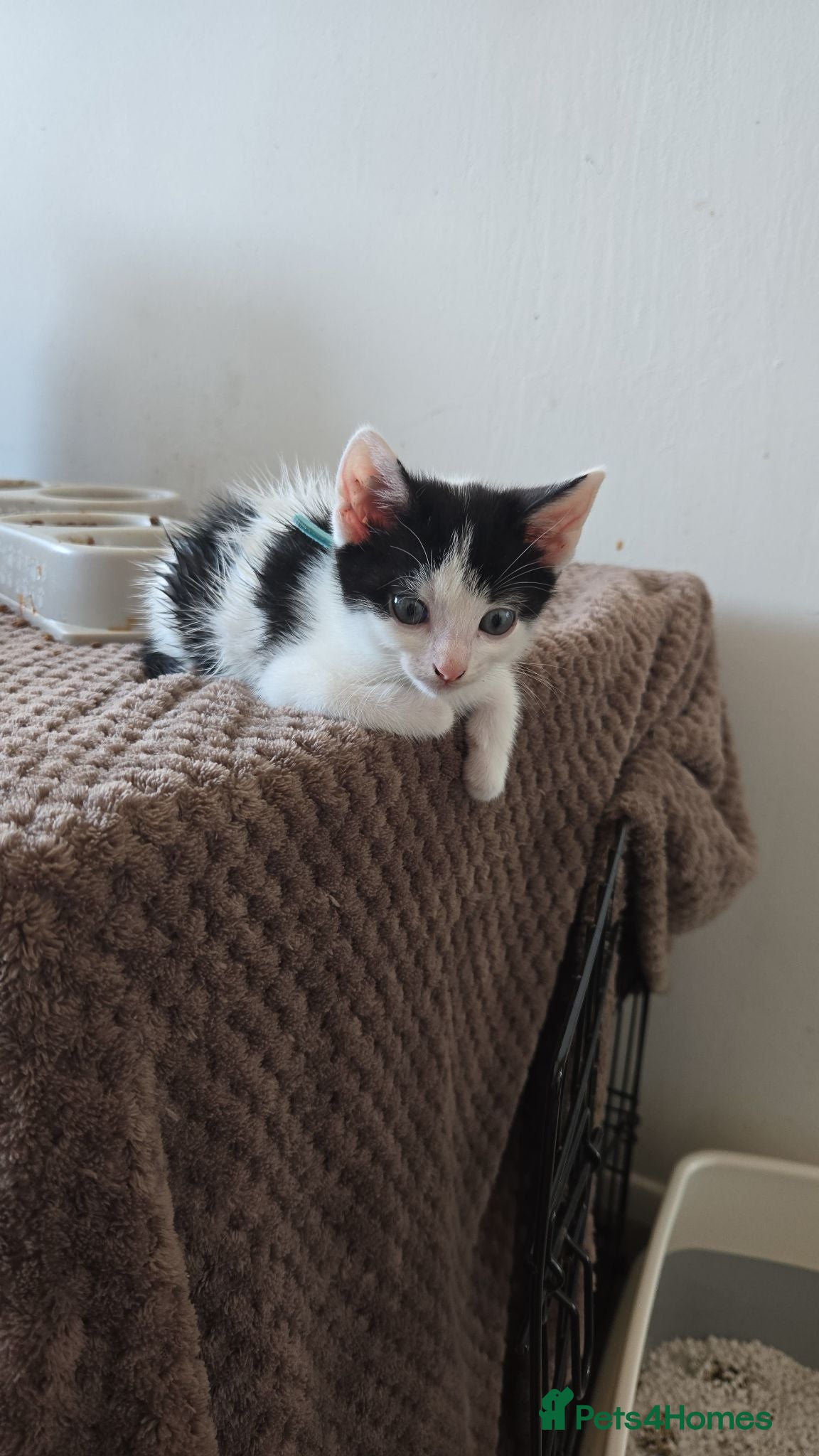 Mixed Breed cats 1xBoy READY NOW!!🐈😺 - Advert 16