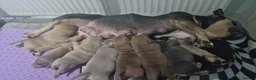 American Bully dogs for sale: Pocketbully puppy  - Advert 3