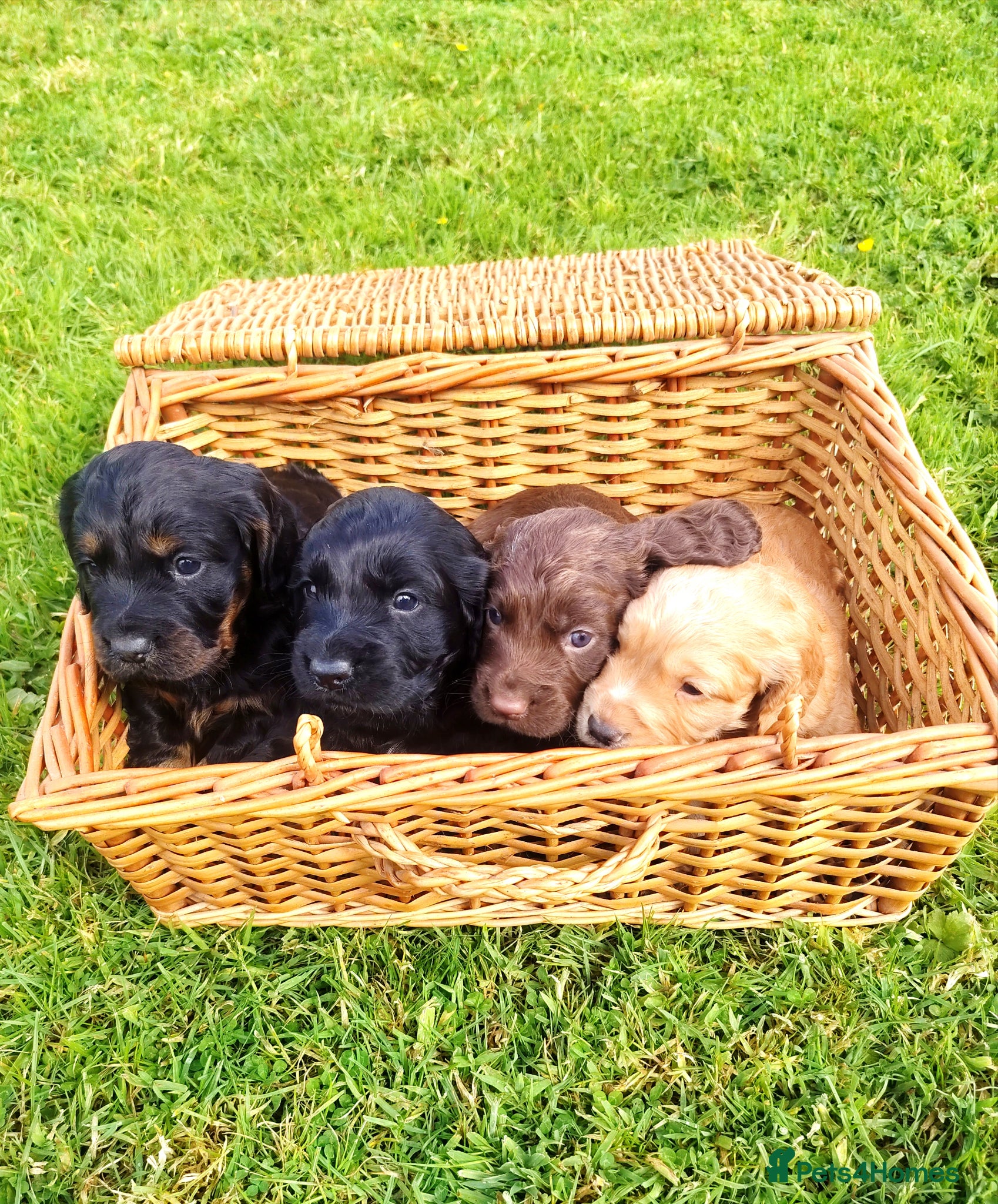 Cocker Spaniel dogs Cocker Spaniels Puppies 🐶 - Advert 8