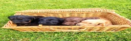 Cocker Spaniel dogs for sale: READY NOW Cocker Spaniel Pup 🩷🐶 - Advert 4