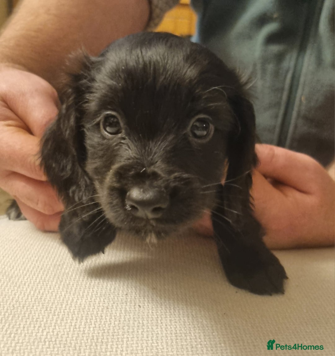 Cocker Spaniel dogs for sale: Gorgeous Working Cocker Boys - Advert 6