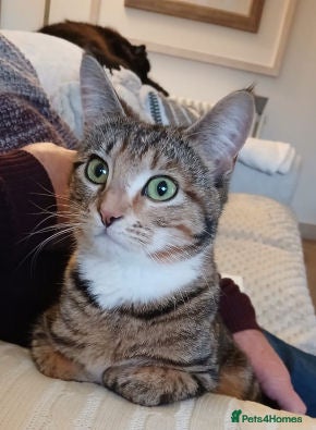 Mixed Breed cats REYA. - Advert 2