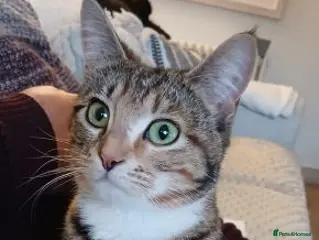 Mixed Breed cats REYA. - Advert 5