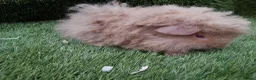 Guinea Pig rodents for sale: Alpaca Guinea Pigs - Advert 5