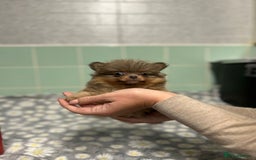 Pomeranian dogs for sale: Beautiful Pomeranian puppies  - Image 12