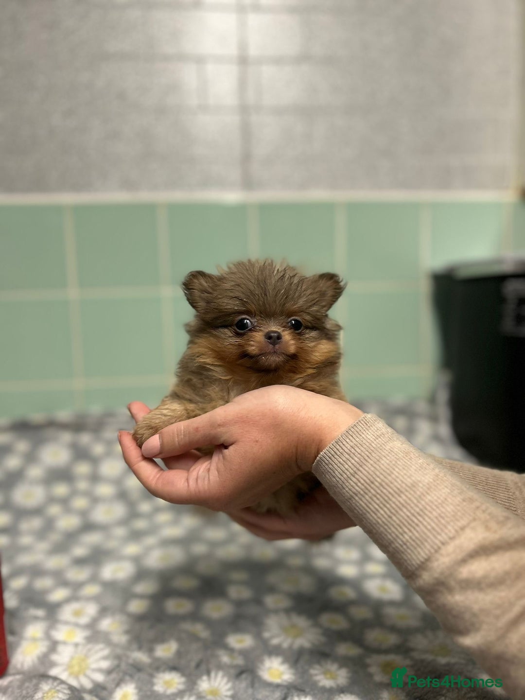 Pomeranian dogs for sale: Beautiful Pomeranian puppies  - Image 12