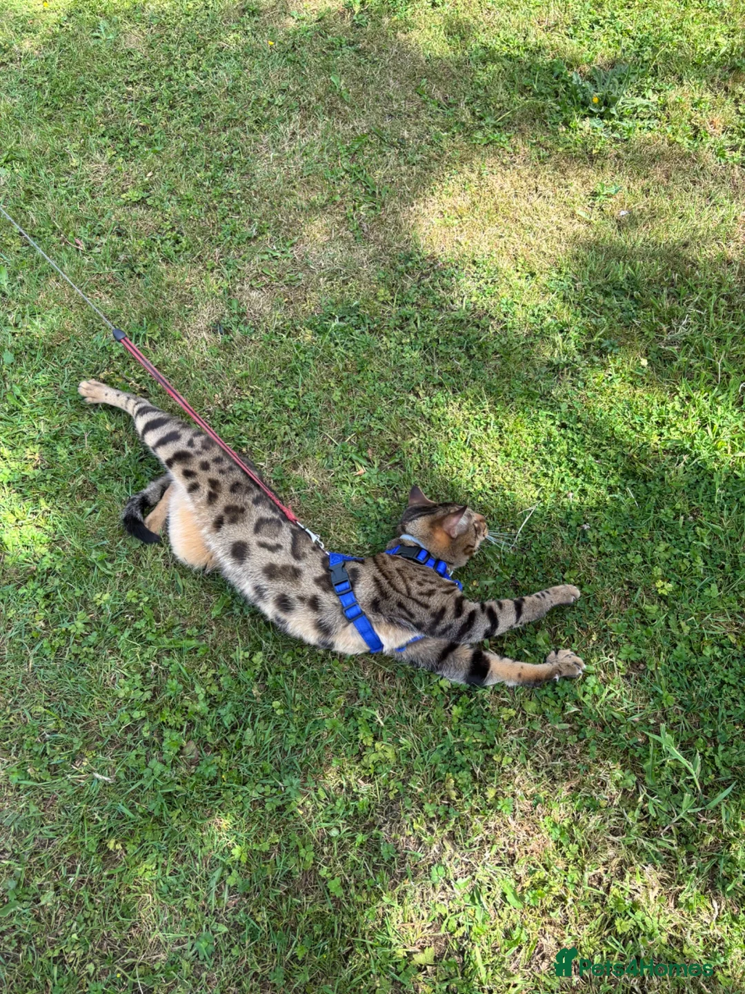Bengal cats for stud: Bengal for stud  in Dereham - Advert 2